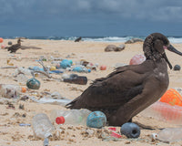 Photo by Matthew Chauvin, "The Ocean Cleanup"