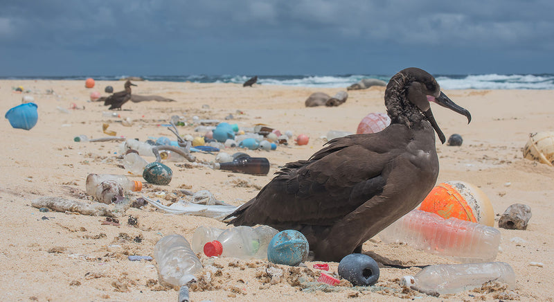 Photo by Matthew Chauvin, "The Ocean Cleanup"